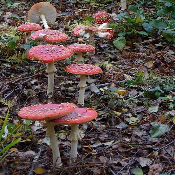 Wildlife Courses and Walks in November 2016